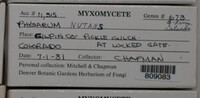 Physarum nutans image